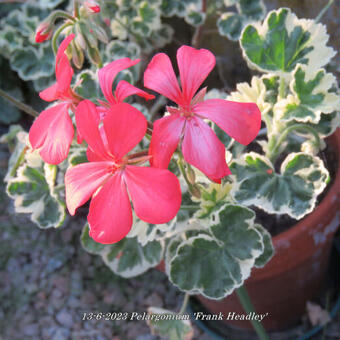 Pelargonium 'Frank Headley'