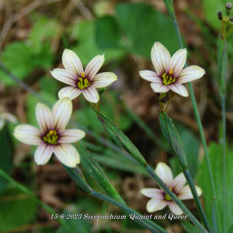 Sisyrinchium 'Quaint and Queer'