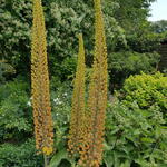 Eremurus isabellinus 'Pinokkio' - Naald van Cleopatra