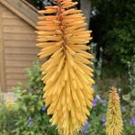 Kniphofia 'Bees' Sunset' - Vuurpijl of de fakkellelie