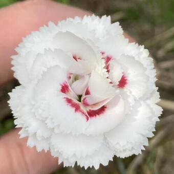 Dianthus plumarius 'Cranmere Pool'