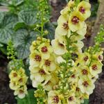 Verbascum 'Dark Eyes' - Toorts, Koningskaars