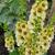 Verbascum 'Dark Eyes'