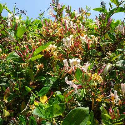 Japanse kamperfoelie - Lonicera japonica 'Red World'