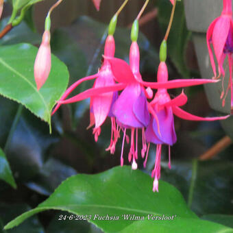 Fuchsia 'Wilma Versloot'