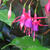 Fuchsia 'Wilma Versloot'