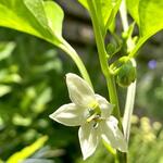 Capsicum annuum 'Jalapeño' - Jalapenopeper