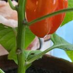 Capsicum chinense - Chinese peper, habanero peper