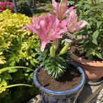 Lilium 'Happy Kiss' - Aziatische lelie