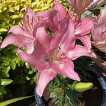 Lilium 'Happy Kiss' - Aziatische lelie