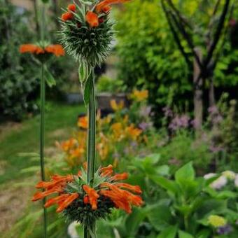 Leonotis nepetifolia