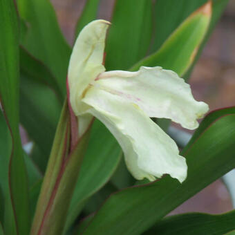 Roscoea x beesiana