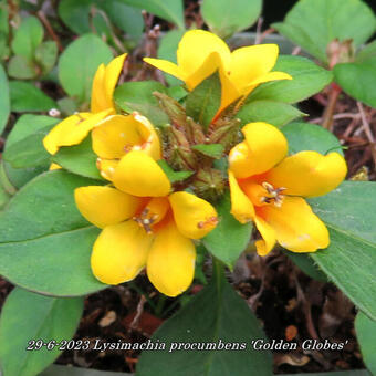 Lysimachia procumbens 'Golden Globes'