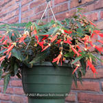 Begonia boliviensis 'Bonfire' - Begonia