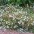 Erodium petraeum ssp. crispum 'Stephanie'