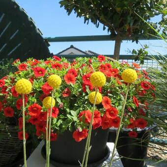 Craspedia globosa 'Golf Beauty'