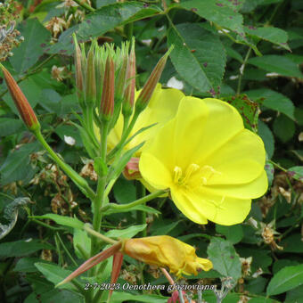 Oenothera glazioviana