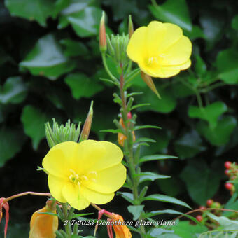 Oenothera glazioviana