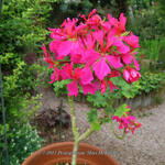 Pelargonium 'Miss McKinsey' (Stellar type) - Geranium