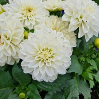 Dahlia 'White Onesta'