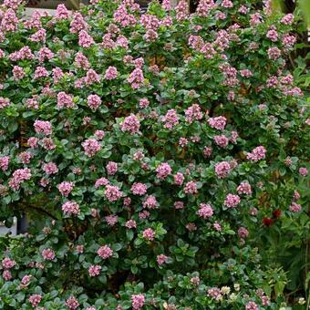 Escallonia laevis 'Pink Elle'