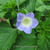 Nicandra physalodes