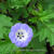 Nicandra physalodes 'Black Pod'