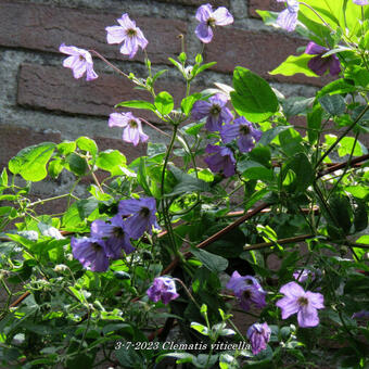 Clematis viticella