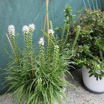 Liatris spicata 'Floristan Weiss'