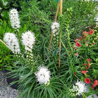 Liatris spicata 'Floristan Weiss'