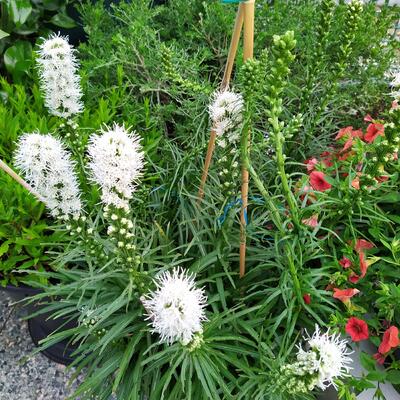 Lampepoetser - Liatris spicata 'Floristan Weiss'