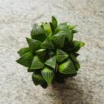 Haworthia retusa - Stercactus