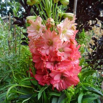 Delphinium 'Red Lark'