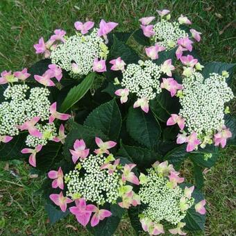 Hydrangea macrophylla Lacecap Pink