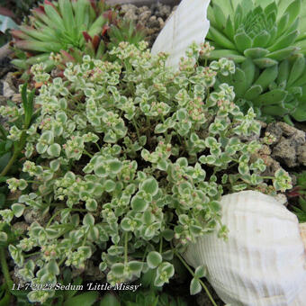 Sedum 'Little Missy'