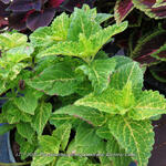 Plectranthus scutellarioides 'Electric Lime' - Siernetel