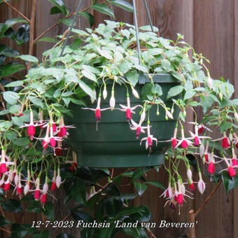 Fuchsia 'Land van Beveren'