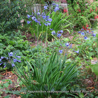 Agapanthus campanulatus 'Oxford Blue'