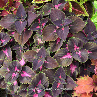 Plectranthus scutellarioides