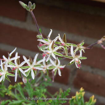 Pelargonium carnosum