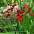 Pelargonium ardens