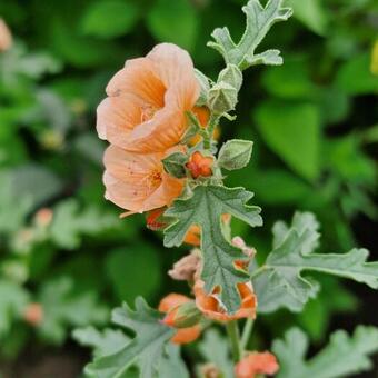 Sphaeralcea 'Childerley'