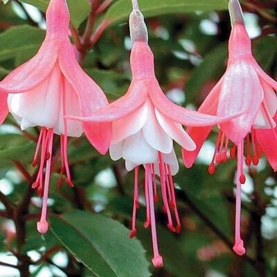 Bellenplant - Fuchsia 'Lady Thumb'