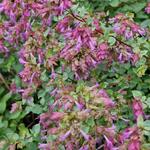 Origanum rotundifolium 'Bellissimo' - Marjolein, Hopmarjolein