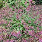 Origanum rotundifolium 'Bellissimo' - Marjolein, Hopmarjolein