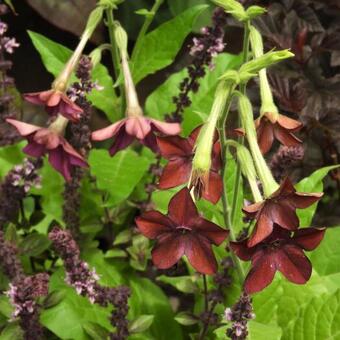 Nicotiana x sanderae 'Crimson Bedder'