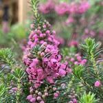 Erica vagans 'Mrs D.F. Maxwell' - Winterheide, Dopheide