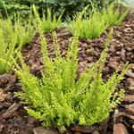 Calluna vulgaris 'Winter Chocolate' - Dopheide / zomerheide / struikheide / bezemheide