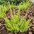 Calluna vulgaris 'Winter Chocolate'