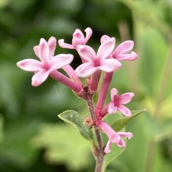 Syringa BLOOMERANG 'Pink Perfume'